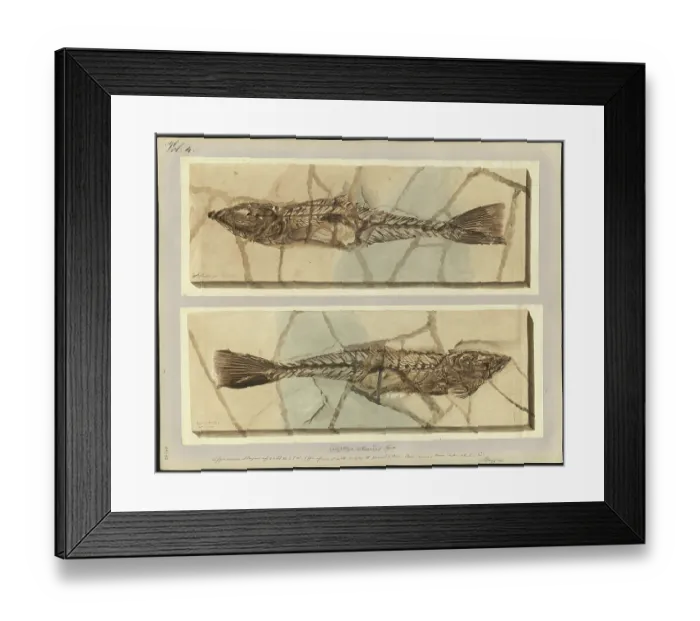 Framed Print : Callipteryx reticaudus Agassiz Framed Print : Callipteryx reticaudus Agassiz