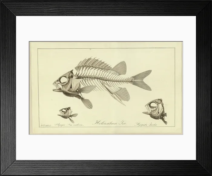 Framed Print : Holocentrum Leo; Apogon Rex multorum; Myrlpristis Jacobus Framed Print : Holocentrum Leo; Apogon Rex multorum; Myrlpristis Jacobus