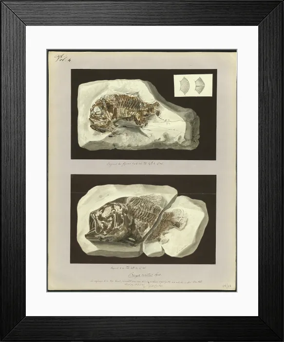 Framed Print : Beryx ornatus Agassiz Framed Print : Beryx ornatus Agassiz