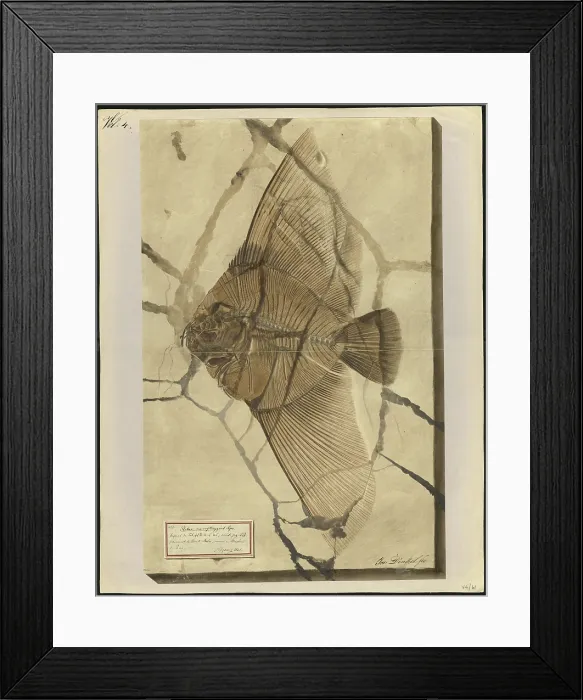 Framed Print : Platax macropterygius Agassiz Framed Print : Platax macropterygius Agassiz