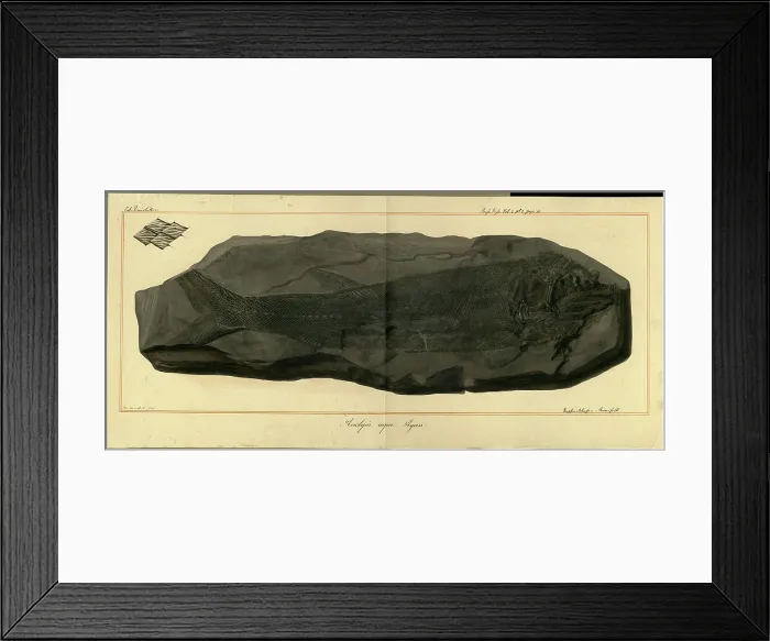 Framed Print : Acrolepis asper Agassiz Framed Print : Acrolepis asper Agassiz