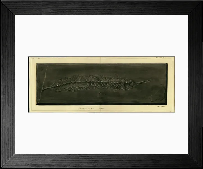 Framed Print : Palaeorhynchum latum Agassiz Framed Print : Palaeorhynchum latum Agassiz