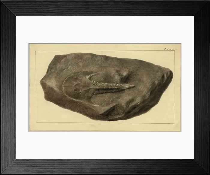 Framed Print : Cephalaspis Lyelli Agassiz Framed Print : Cephalaspis Lyelli Agassiz
