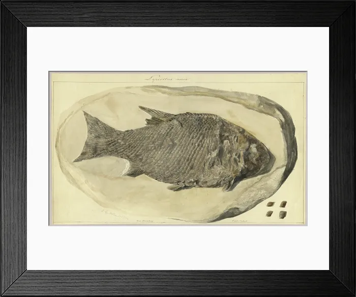 Framed Print : Lepidotus minor Framed Print : Lepidotus minor