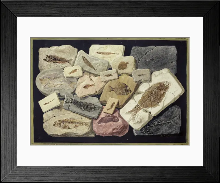 Framed Print : Fossil fish from the collection of William Willoughby Cole Framed Print : Fossil fish from the collection of William Willoughby Cole
