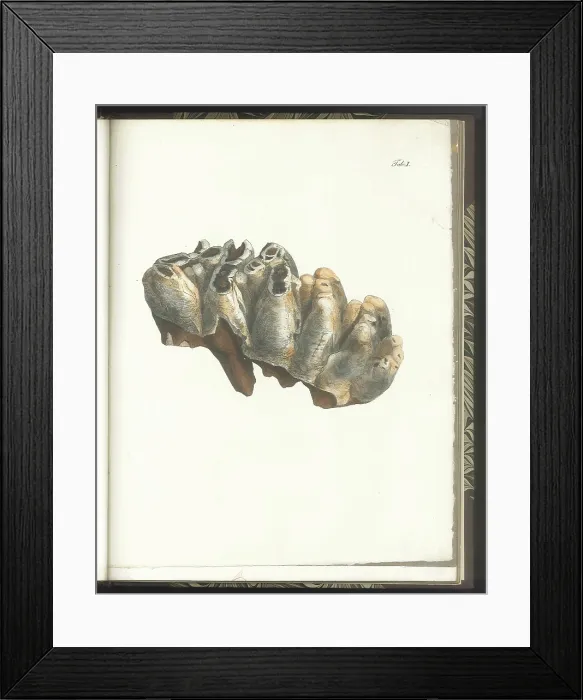 Framed Print : Tooth of a Mastodon Framed Print : Tooth of a Mastodon