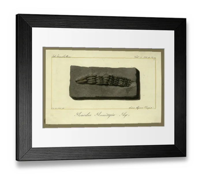Framed Print : Teeth of Acrodus anningiae Agassiz Framed Print : Teeth of Acrodus anningiae Agassiz