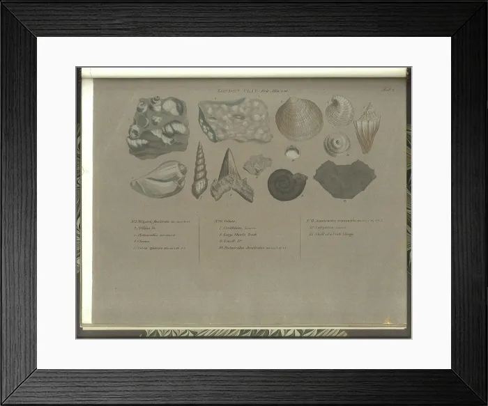 Framed Print : London Clay fossils Framed Print : London Clay fossils