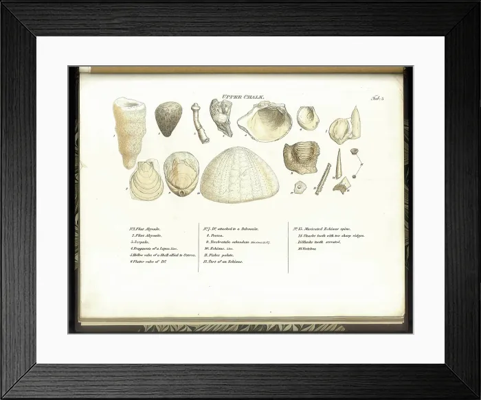Framed Print : Upper Chalk fossils Framed Print : Upper Chalk fossils