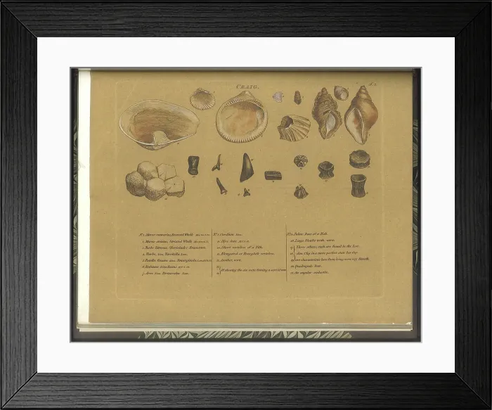 Framed Print : Craig (Crag) fossils Framed Print : Craig (Crag) fossils