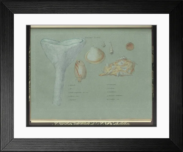 Framed Print : Green Sand fossils Framed Print : Green Sand fossils