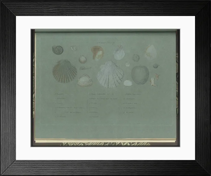 Framed Print : Green Sand fossils Framed Print : Green Sand fossils