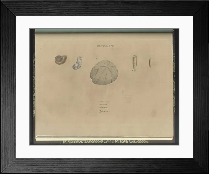 Framed Print : Brick Earth fossils Framed Print : Brick Earth fossils