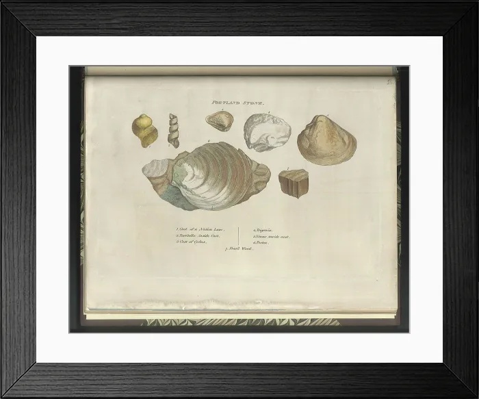 Framed Print : Portland Stone fossils Framed Print : Portland Stone fossils