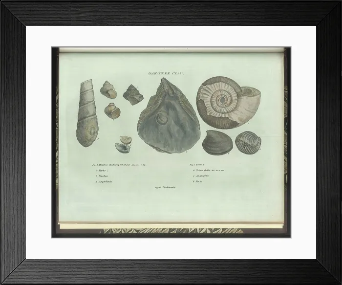 Framed Print : Oak Tree Clay fossils Framed Print : Oak Tree Clay fossils