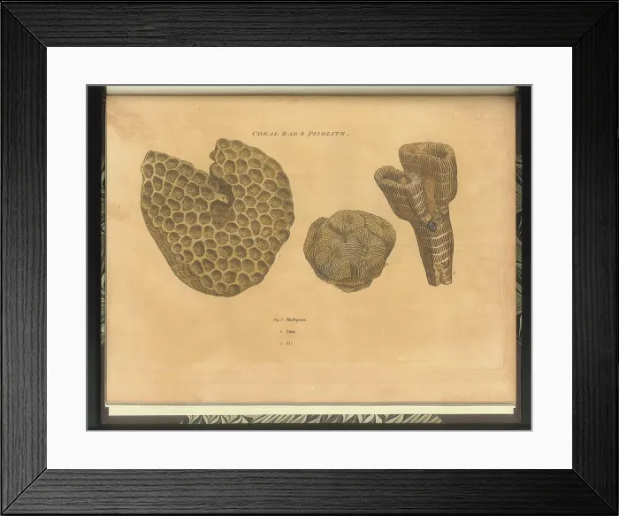 Framed Print : Coral Rag fossils Framed Print : Coral Rag fossils