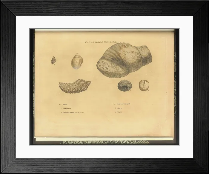 Framed Print : Coral Rag fossils Framed Print : Coral Rag fossils