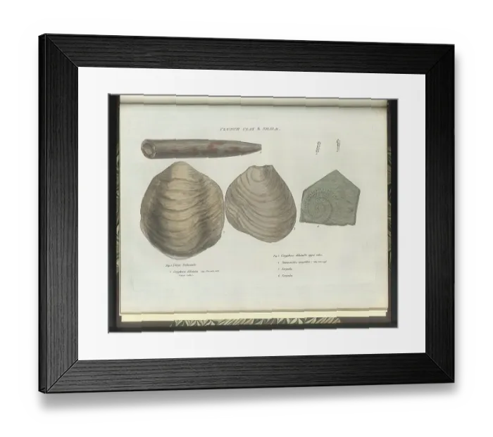 Framed Print : Clunch Clay fossils Framed Print : Clunch Clay fossils