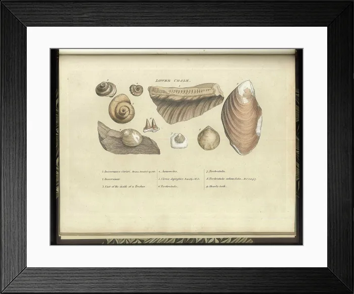 Framed Print : Lower Chalk fossils Framed Print : Lower Chalk fossils