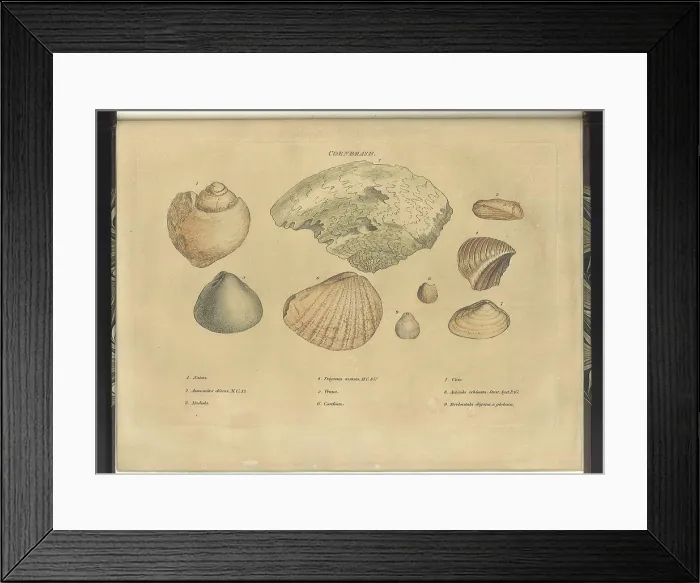Framed Print : Cornbrash fossils Framed Print : Cornbrash fossils