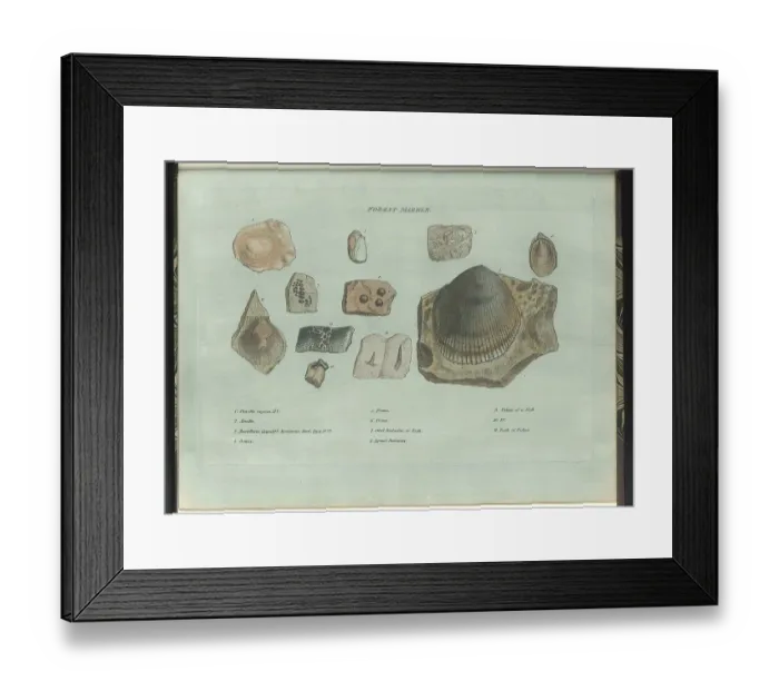 Framed Print : Forest Marble fossils Framed Print : Forest Marble fossils