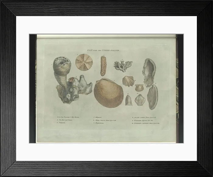Framed Print : Clay over the Upper Oolite fossils Framed Print : Clay over the Upper Oolite fossils