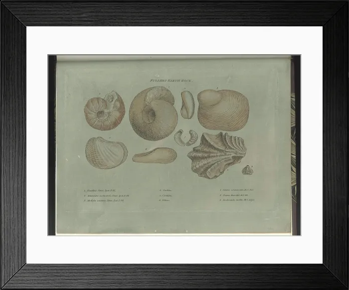Framed Print : Fullers Earth fossils Framed Print : Fullers Earth fossils