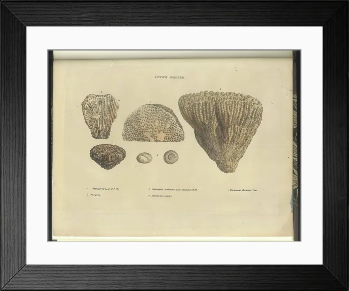 Framed Print : Upper Oolite fossils Framed Print : Upper Oolite fossils