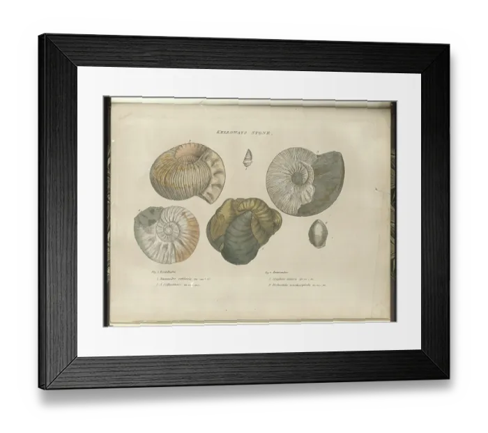Framed Print : Kelloways Stone fossils Framed Print : Kelloways Stone fossils