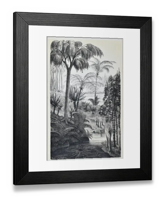 Framed Print : Carboniferous flora of Switzerland Framed Print : Carboniferous flora of Switzerland