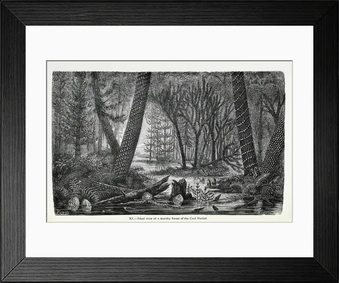 Framed Print : Ideal view of a marshy forest of the Coal Period Framed Print : Ideal view of a marshy forest of the Coal Period