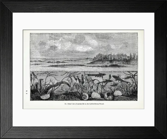 Framed Print : Ideal view of marine life in the Carboniferous Period Framed Print : Ideal view of marine life in the Carboniferous Period