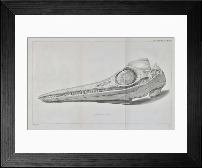 Framed Print : Head of an ichthyosaur Framed Print : Head of an ichthyosaur
