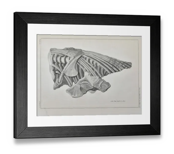 Framed Print : Vertebrae and ribs of an ichthyosaur Framed Print : Vertebrae and ribs of an ichthyosaur