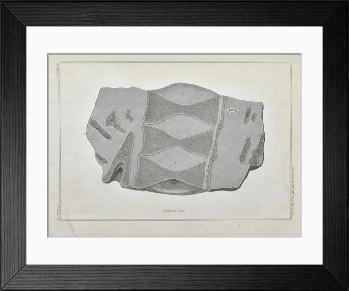 Framed Print : Section through the vertebrae of an ichthyosaur Framed Print : Section through the vertebrae of an ichthyosaur