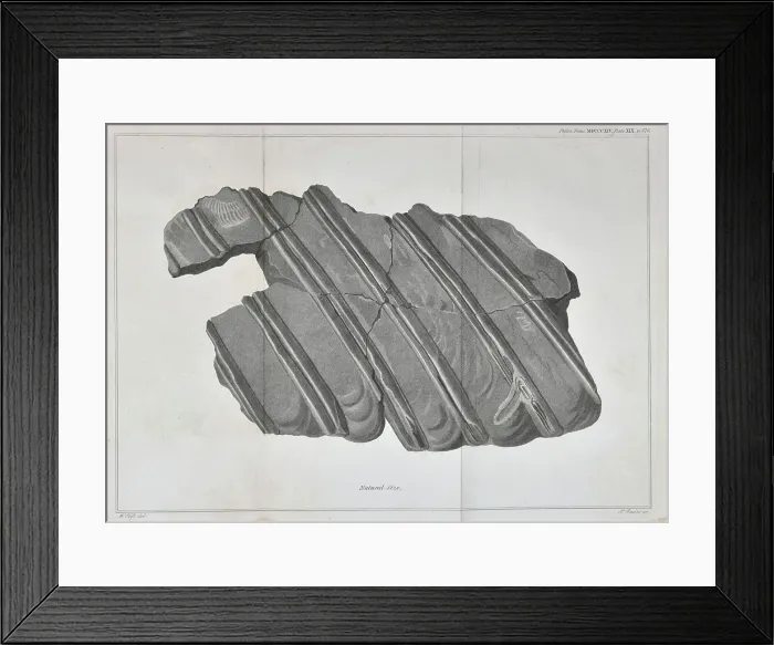 Framed Print : Ribs of an ichthyosaur Framed Print : Ribs of an ichthyosaur