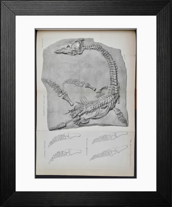 Framed Print : Plesiosaurus macrocephalus (lithograph) Framed Print : Plesiosaurus macrocephalus (lithograph)