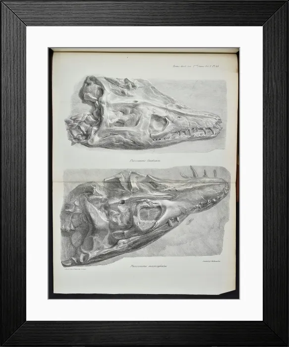 Framed Print : Skulls, Plesiosaurus hawkinsii, Plesiosaurus macrocephalus Framed Print : Skulls, Plesiosaurus hawkinsii, Plesiosaurus macrocephalus