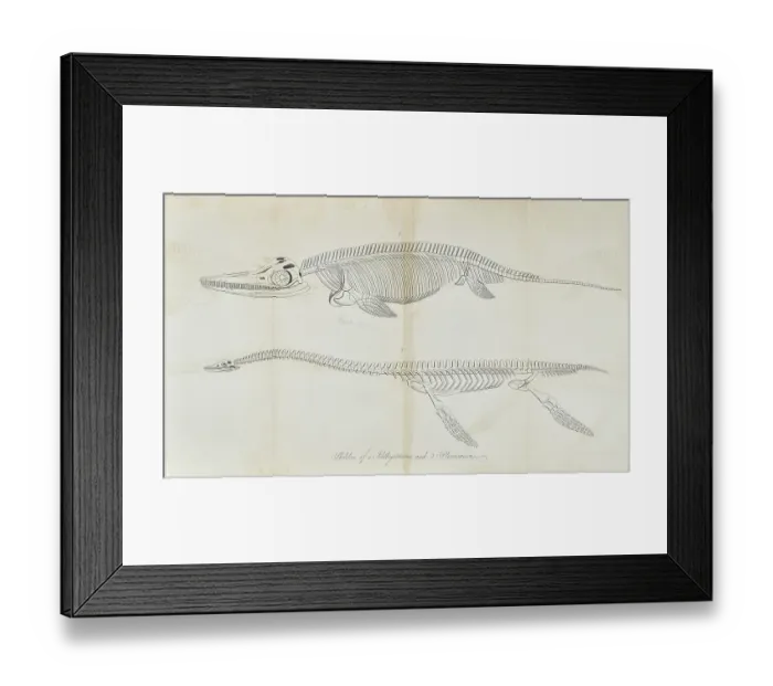 Framed Print : Skeleton of Ichthyosaurus and Plesiosaurus Framed Print : Skeleton of Ichthyosaurus and Plesiosaurus