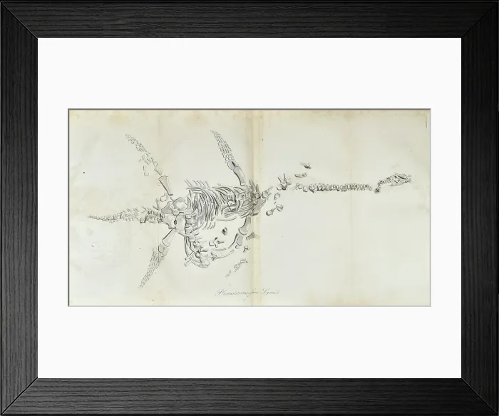 Framed Print : Plesiosaurus from Lyme Regis Framed Print : Plesiosaurus from Lyme Regis