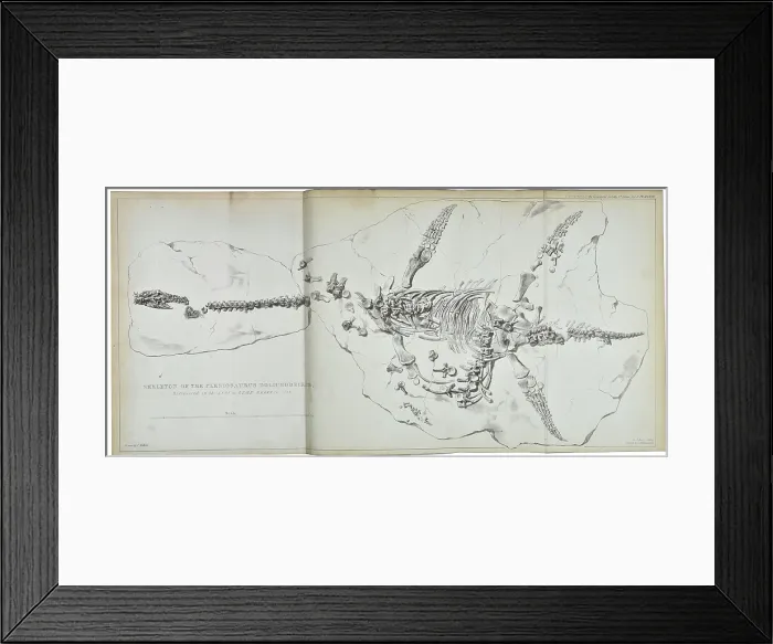 Framed Print : Plesiosaurus dolichodeirus Framed Print : Plesiosaurus dolichodeirus