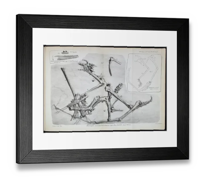 Framed Print : Pterodactylus macronyx Framed Print : Pterodactylus macronyx