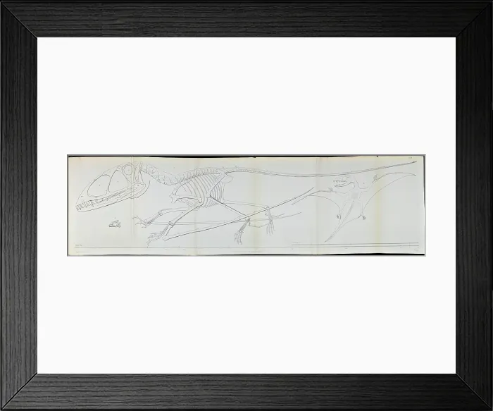 Framed Print : Dimorphodon macronyx Framed Print : Dimorphodon macronyx