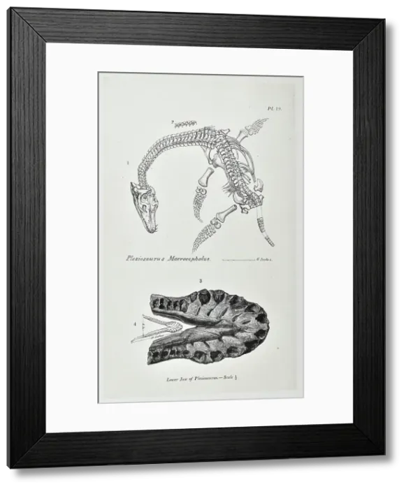 Framed Print : Plesiosaurus macrocephalus Framed Print : Plesiosaurus macrocephalus