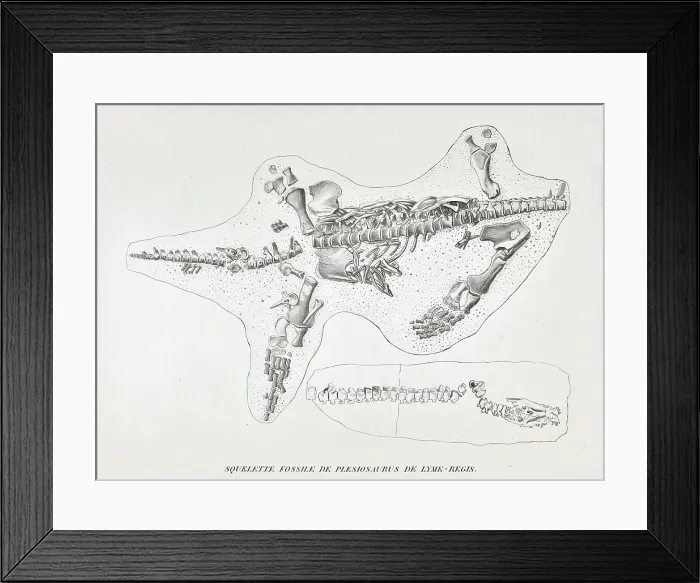 Framed Print : Skeleton of a Plesiosaur from Lyme Regis Framed Print : Skeleton of a Plesiosaur from Lyme Regis
