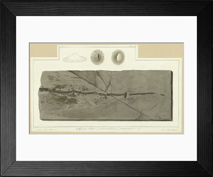 Framed Print : Tail of Squalo-raja (Spinacorhinus) polyspondila Agassiz Framed Print : Tail of Squalo-raja (Spinacorhinus) polyspondila Agassiz