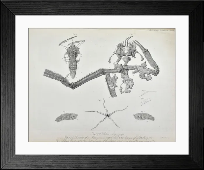 Framed Print : Coleia Antiqua Framed Print : Coleia Antiqua
