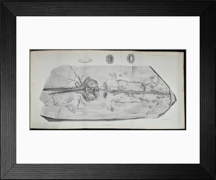 Framed Print : Squaloraia (lithograph) Framed Print : Squaloraia (lithograph)