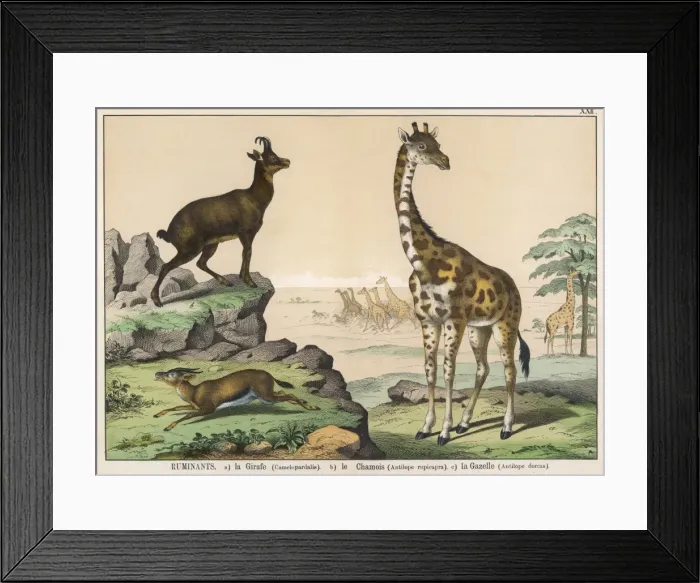 Framed Print : Various ruminants Framed Print : Various ruminants