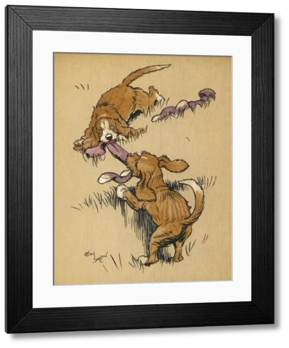 Framed Print : Twin puppies having a tug of war Framed Print : Twin puppies having a tug of war